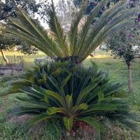 Piante Cycas. varie misure