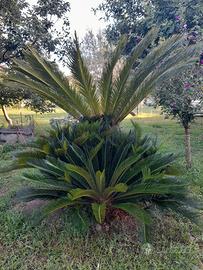 Piante Cycas. varie misure