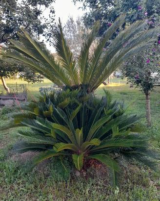 Piante Cycas. varie misure