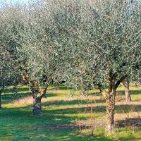 ULIVI più di 20 anni produzionolive DA ESPIANTARE 