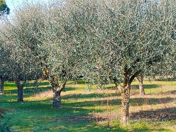 ULIVI più di 20 anni produzionolive DA ESPIANTARE 