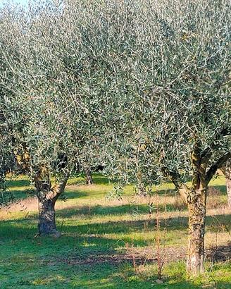 ULIVI più di 20 anni produzionolive DA ESPIANTARE 