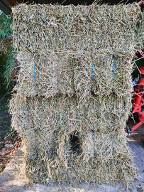 Fieno di erba medica