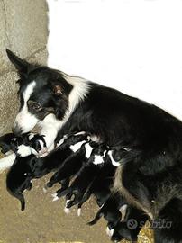 Border collie cuccioli puri