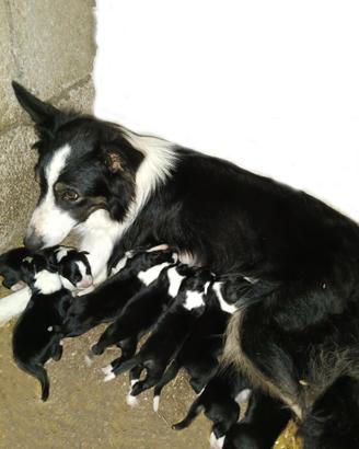Border collie cuccioli puri