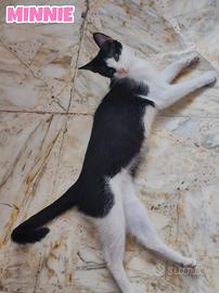 Heather e Lorella, gattine di quattro mesi