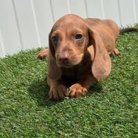 Bassotto cucciolo