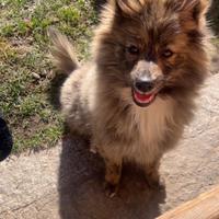 Volpino di pomeragnia