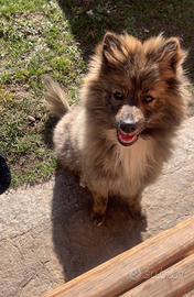 Volpino di pomeragnia