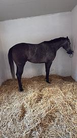 Cavallo Purosangue Inglese