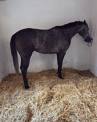 Cavallo Purosangue Inglese