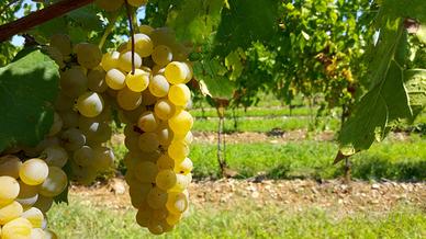 Vigneto Ribolla Gialla + Cabernet Franc