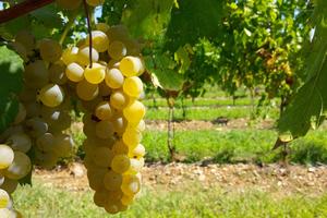Vigneto Ribolla Gialla + Cabernet Franc