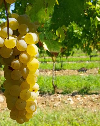 Vigneto Ribolla Gialla + Cabernet Franc