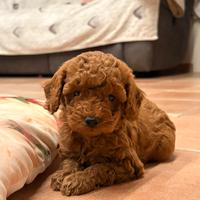 Cuccioli di Barboncino toy
