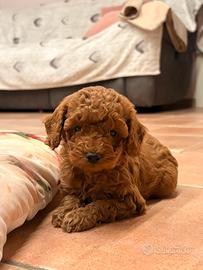 Cuccioli di Barboncino toy