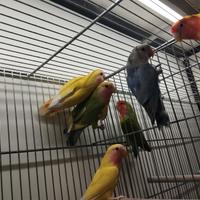 Inseparabili rosecolis