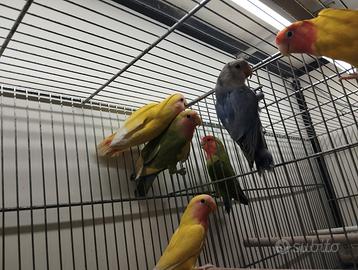 Inseparabili rosecolis