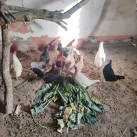 Galline galli e anatre