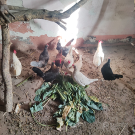 Galline galli e anatre