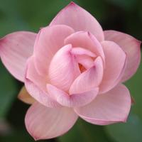 NELUMBO PINK BALL  FIOR DI LOTO MEDIO