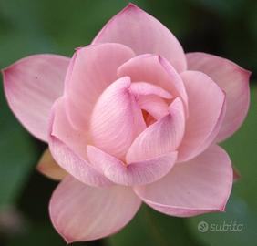 NELUMBO PINK BALL  FIOR DI LOTO MEDIO