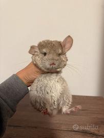 Cucciola di cincillà