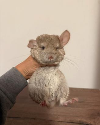 Cucciola di cincillà