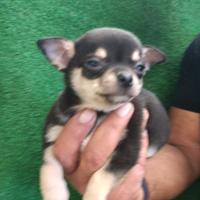 Chihuahua maschi