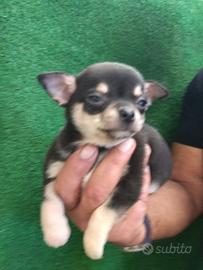 Chihuahua maschi