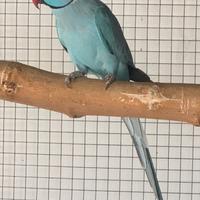 Parrocchetto dal collare