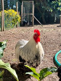Gallo cocincina nana