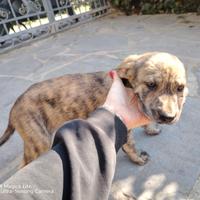 Cuccioli cane 1 mese e mezzo