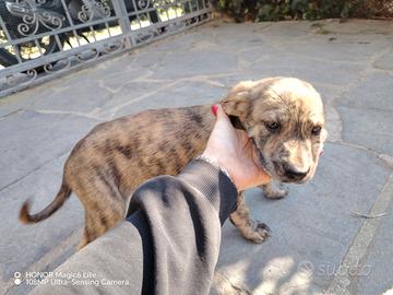 Cuccioli cane 1 mese e mezzo