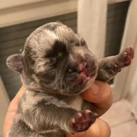 Bulldog Francese