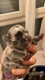 Bulldog Francese
