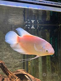 Gourami