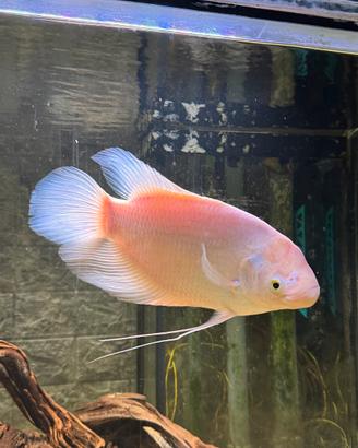 Gourami