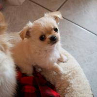 Chihuahua pelo lungo