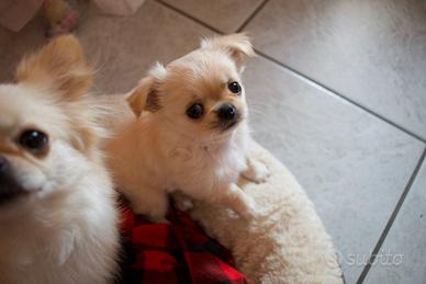 Chihuahua pelo lungo