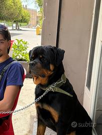 Rottweiler