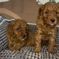 Cucciolo di barboncino