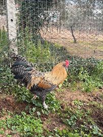Gallo incrocio Legbar
