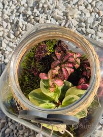 terrarium