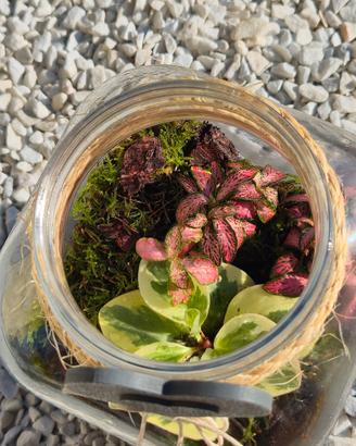 terrarium