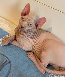 Sphynx maschio 3 mesi con Pedigree