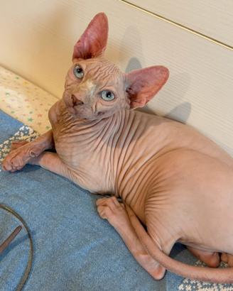 Sphynx maschio 3 mesi con Pedigree