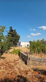 Terreno edificabile con uliveto e fabbricato