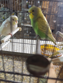 Cocoriti allevati a mano