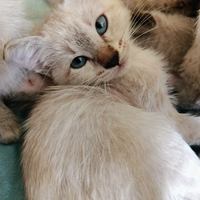 Cuccioli siamese thai